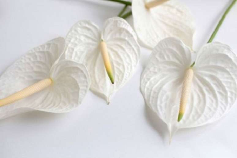 10. Anturio branco no vaso de flores – Foto Gardenista
