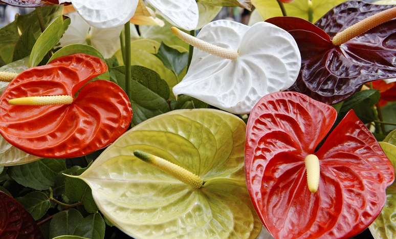 34. Anturio branco e vermelho para decora&ccedil;&atilde;o moderna &ndash; Foto iStock