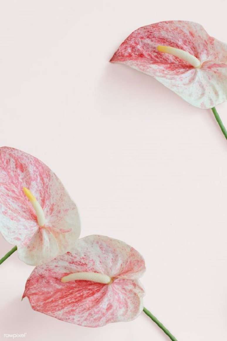 13. Antúrio branco e rosa – Foto Rawpixel