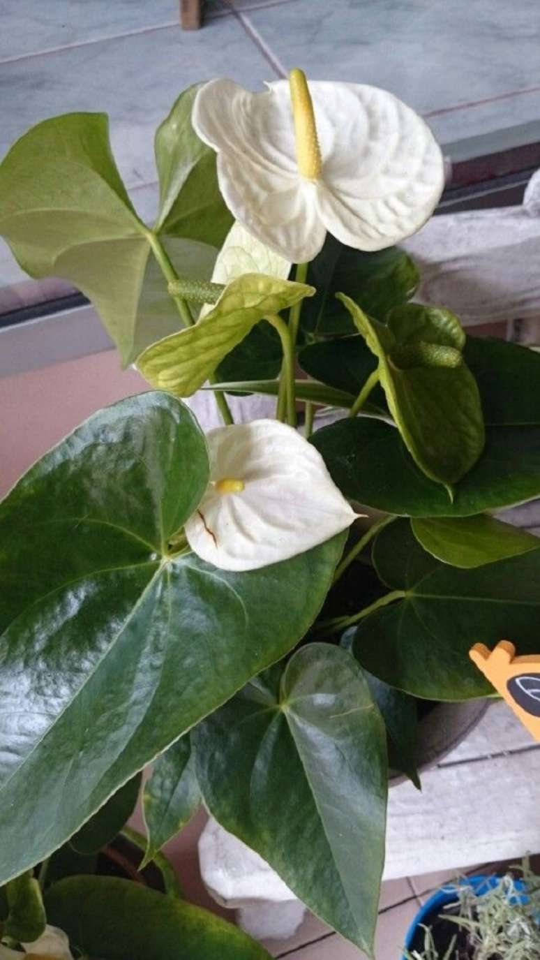 35. Vaso com anturio branco e folhas verdes – Foto Tatagflores Gc