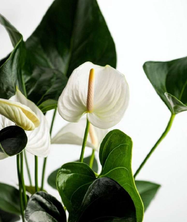 9. Anturio branco com folhas verdes brilhantes – Foto Anselandivy