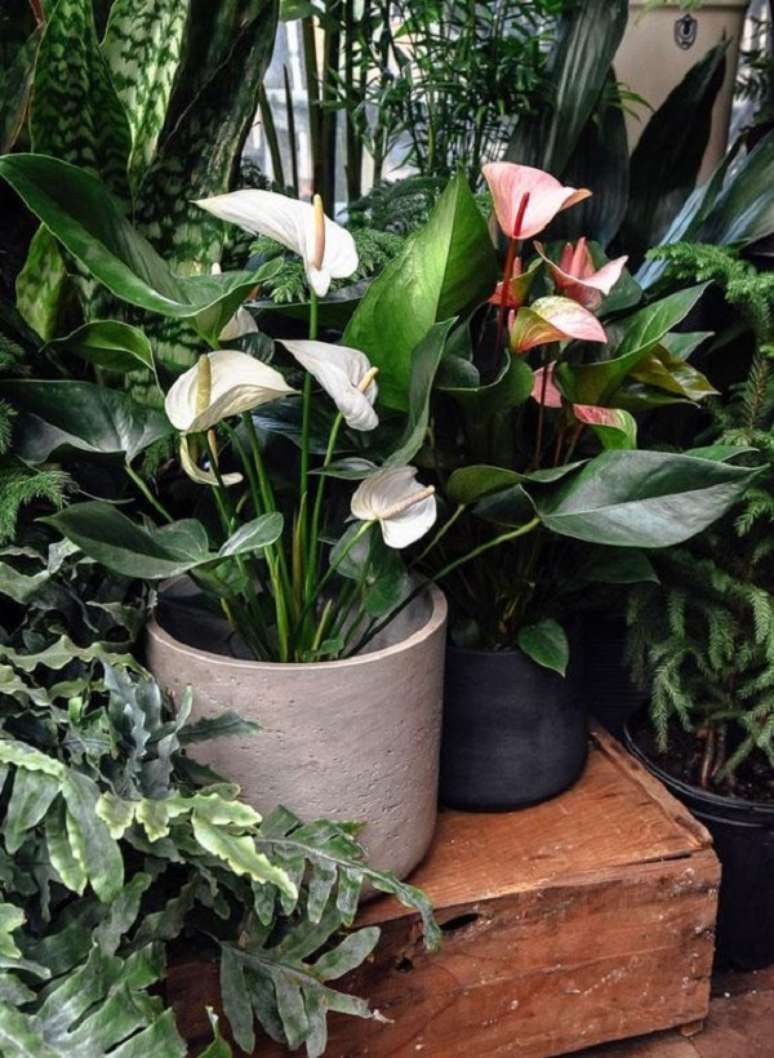 40. Vaso de anturio branco &ndash; Foto Pistils Nursery