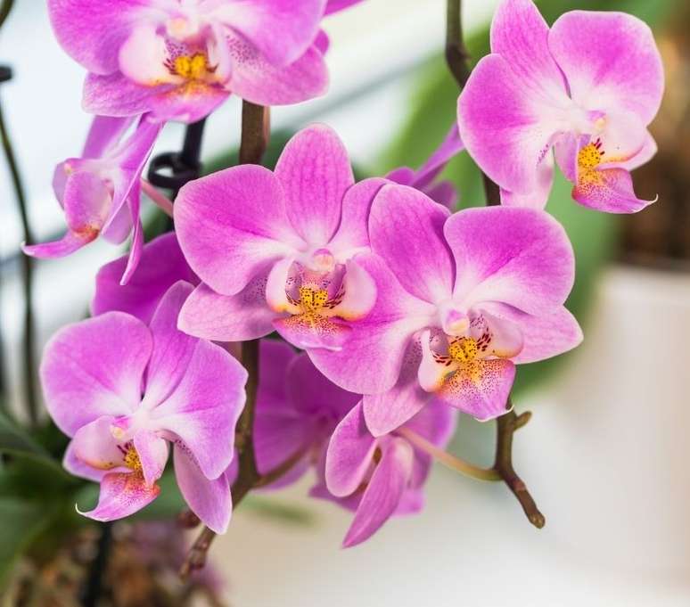 A orqu&iacute;dea tamb&eacute;m &eacute; ideal para apartamentos e ambientes internos - Shutterstock