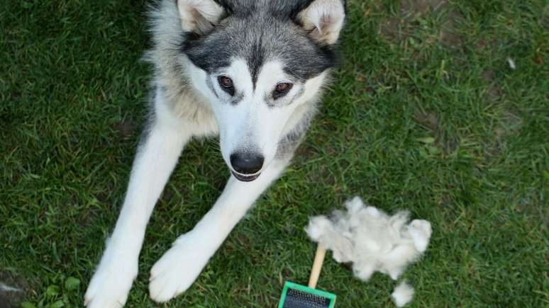 4 cuidados que você precisa tomar com os cães no outono