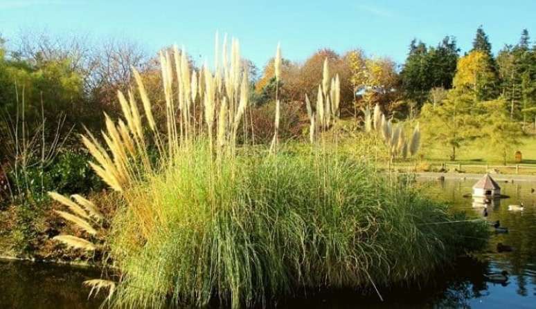 4. O capim dos pampas apresenta flores perenes que se parecem com plumas grandes. Fonte: Gardeing Dream