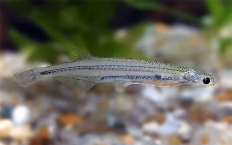 Peixe Candiru.