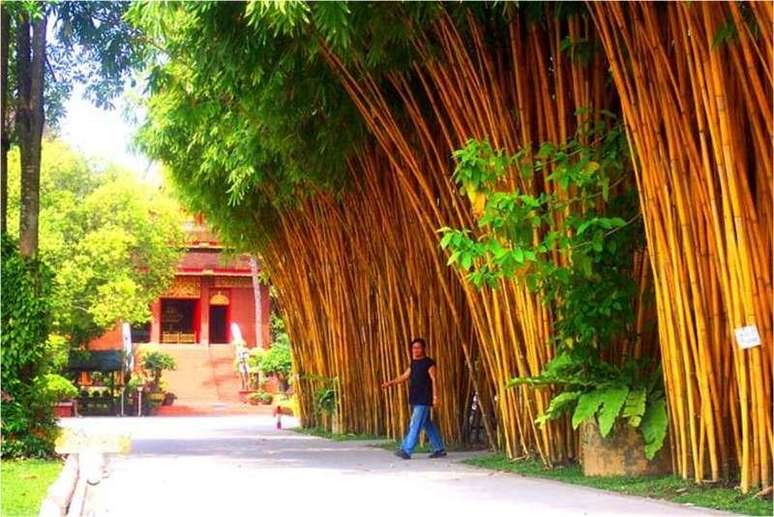 8. bambu imperial para jardim – Foto Mercadoria Rural