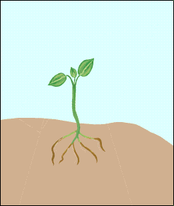 Anima&ccedil;&atilde;o de planta crescendo por causa da luz solar