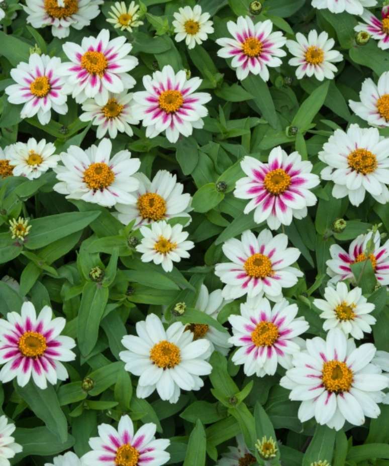 12. Z&iacute;nia &ldquo;Zahara Starlight Rose&rdquo; Se voc&ecirc; est&aacute; em busca das melhores plantas de p&aacute;tio para o seu jardim, essas flores encantadoras s&atilde;o uma &oacute;tima pedida, al&eacute;m de serem uma das mais prol&iacute;ficas. &ldquo;Zahara Starlight Rose&rdquo; &eacute; uma z&iacute;nia mais curta, &eacute; resistente a doen&ccedil;as e com certeza prosperar&aacute; em locais ensolarados.Com p&eacute;talas brancas brilhantes em flores estreladas em vermelho framboesa brilhante, essas z&iacute;nias s&atilde;o ador&aacute;veis.