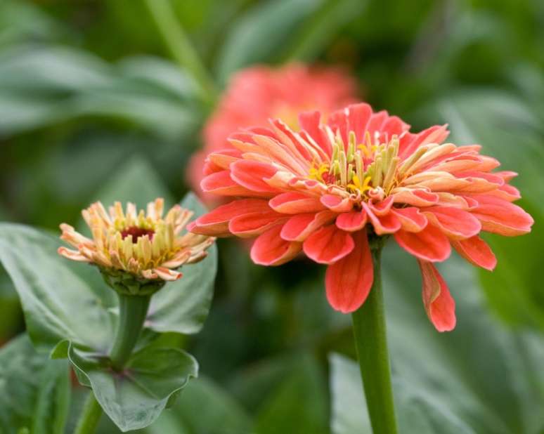 1. Z&iacute;nia Gigante Salm&atilde;o &Eacute; uma variedade de z&iacute;nia alta e bem ramificada que funciona particularmente bem em canteiros e arranjos. Suas flores totalmente duplas de 10 cm a 12 cm s&atilde;o de um rosa salm&atilde;o macio e levemente nost&aacute;lgico com um olho dourado.Esses tipos de z&iacute;nia s&atilde;o mais felizes em pleno sol e solo f&eacute;rtil e bem drenado. Elas precisam de suporte e apreciam um abrigo.