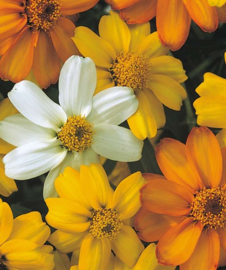 14. Z&iacute;nia &ldquo;Starbright Mixed&rdquo; Delicadas e vibrantes, &ldquo;Starbright Mixed&rdquo; n&atilde;o s&atilde;o apenas agrad&aacute;veis de se ver, mas tamb&eacute;m s&atilde;o tolerantes ao mofo. S&atilde;o, al&eacute;m disso, algumas das melhores plantas tolerantes &agrave; seca que voc&ecirc; pode cultivar. Florescem cedo em plantas jovens e florescem por meses em pleno sol com boa drenagem.Eles animam jardins com seus tons c&iacute;tricos de laranja, amarelo e branco e bicolores, com flores de 5 cm em plantas baixas, com folhagem limpa e esbelta.