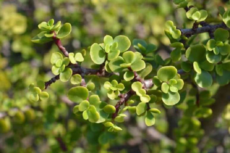 10. Suculentas de sol: a Portulacaria Afra consegue armazenar água por longos períodos. Fonte: IStock