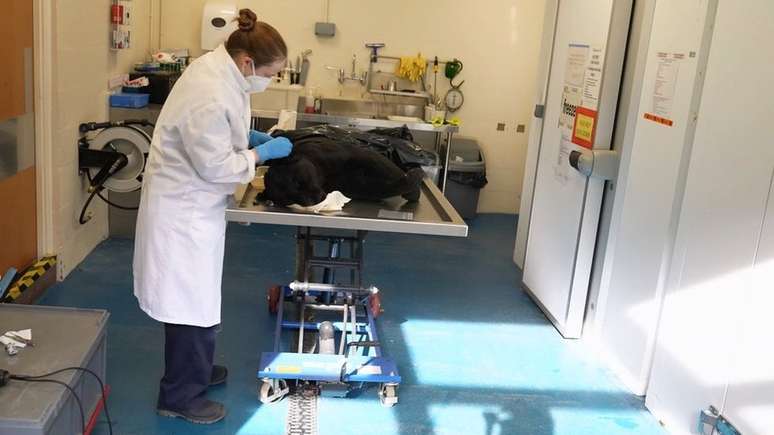 A veterinária do zoológico de Chester, Gabby Drake, se prepara para levar tecido de uma onça morta para o banco de dados