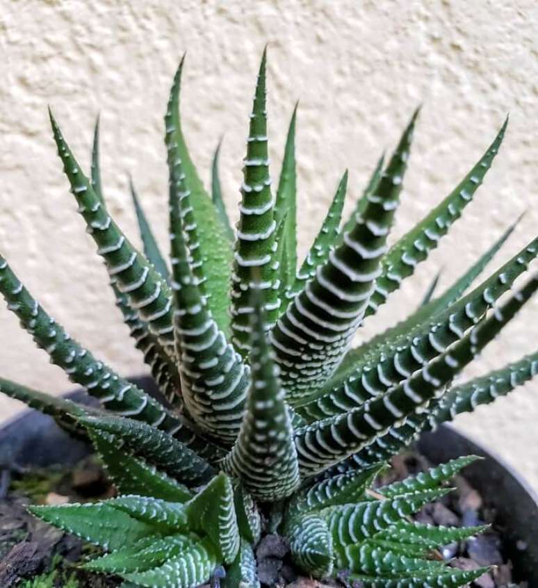 9. Suculentas de sol: a Haworthia Fasciata é popularmente conhecida como suculenta zebra. Fonte: Elo7