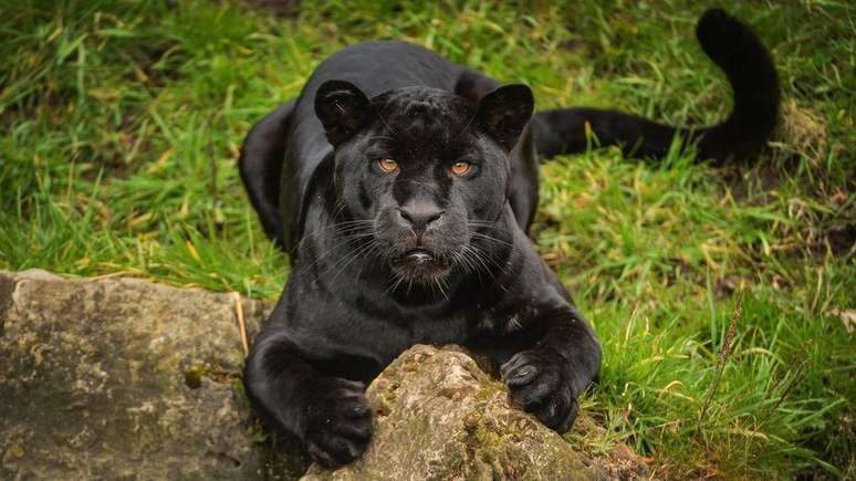 Células da jaguar Goshi estão agora armazenadas no banco do zoológico de Chester