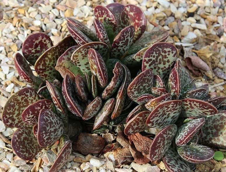 14. Suculenta de sol: a planta Adromischus Maculatus é também conhecida como “gotas de chocolate”. Fonte: GardenBeast