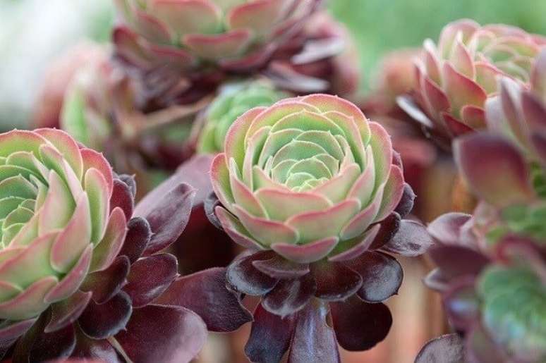 16. Suculentas gostam de sol: a planta Aeoniums são nativas das Ilhas Canárias e Norte da África. Fonte: Gardeners World