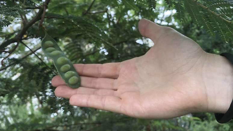 Leguminosa em estudo no Jardim Botânico Real de Kew