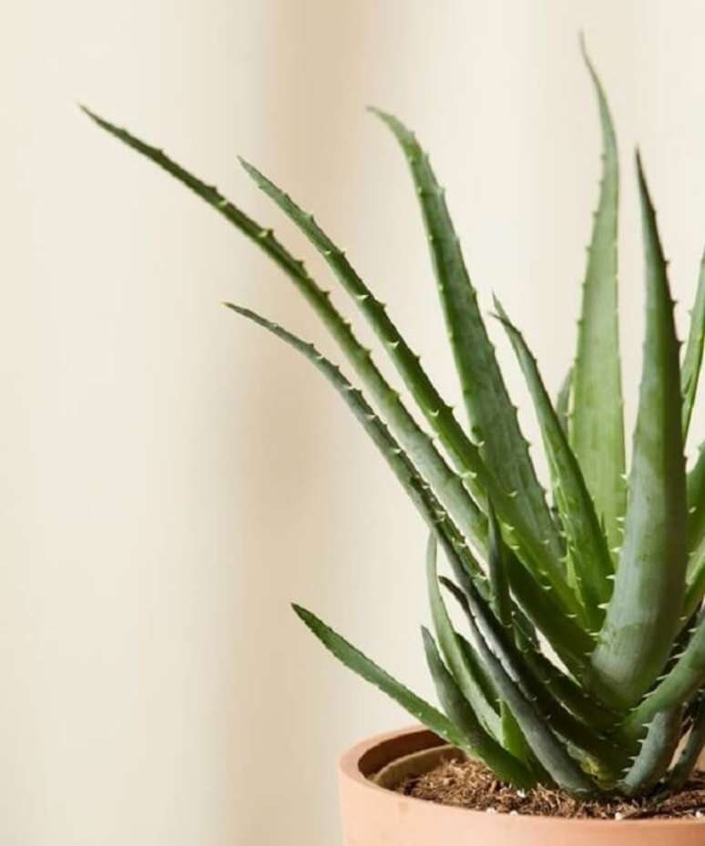 15. Suculentas de sol: a Aloe Vera é também conhecida como babosa. Fonte: Bloomscape