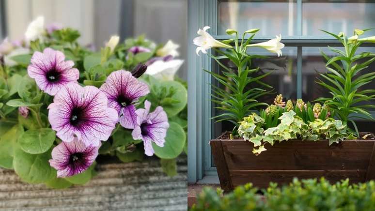 Duas plantas de lilium longiflorum, com suas flores em forma de trombeta, erguem-se acima da hera inglesa e dos jacintos rosa neste recipiente. / As espécies pálidas são especialmente ideais se o pano de fundo - sua casa ou janelas - forem em uma cor ousada. Dessa forma, você não terá problemas com tonalidades conflitantes.