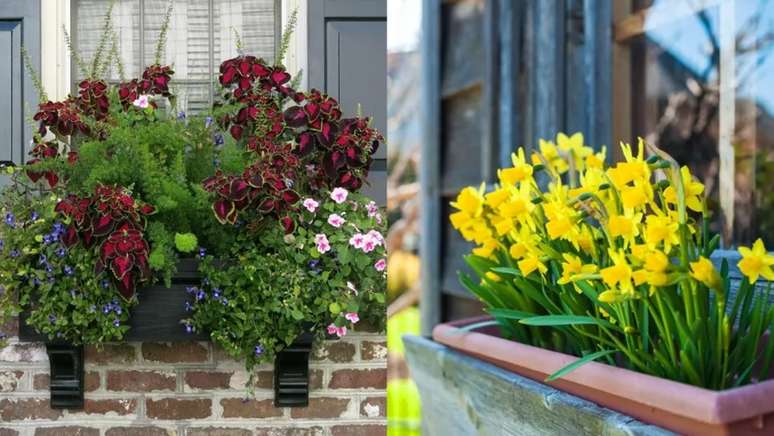 Muitas ideias bonitas usam cores profundas e impressionantes. / Uma vantagem de plantar apenas um tipo &eacute; que todos florescem ao mesmo tempo, dando um espet&aacute;culo magn&iacute;fico.