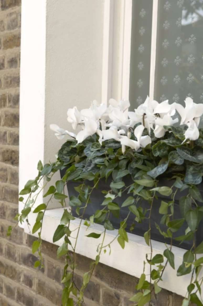 Gosta de um visual vibrante? Ent&atilde;o opte por variedades em rosa ou roxo. No entanto, voc&ecirc; nunca pode errar com os tipos brancos para uma exibi&ccedil;&atilde;o elegante.