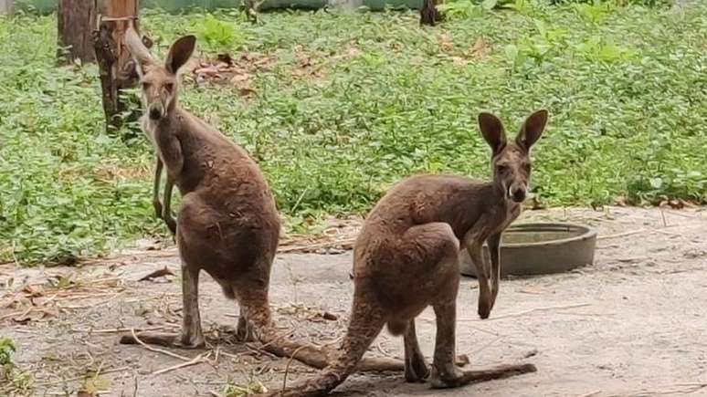 Autoridades que monitoram vida selvagem dizem que os cangurus estão entre os animais exóticos contrabandeados para a Índia