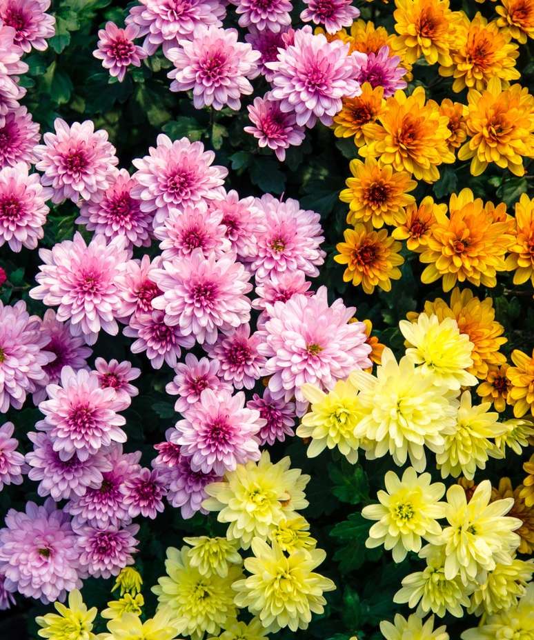 mix of pink, orange and yellow chrysanthemum flowers