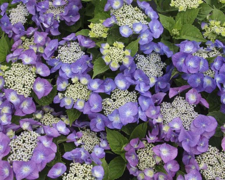 Hortênsia 'Blaumeise“: 'No meu jardim, que tem solo ácido, elas têm flores marcantes de um vívido azul escuro”, diz Anne. “Se deixada crescer, é uma planta bastante ereta, resistente, de altura média a alta.”A cor das hortênsias pode mudar dependendo do tipo de solo em que estão crescendo. Cresce em tipos de solos bem drenados, retentivos e férteis em semi-sombra.