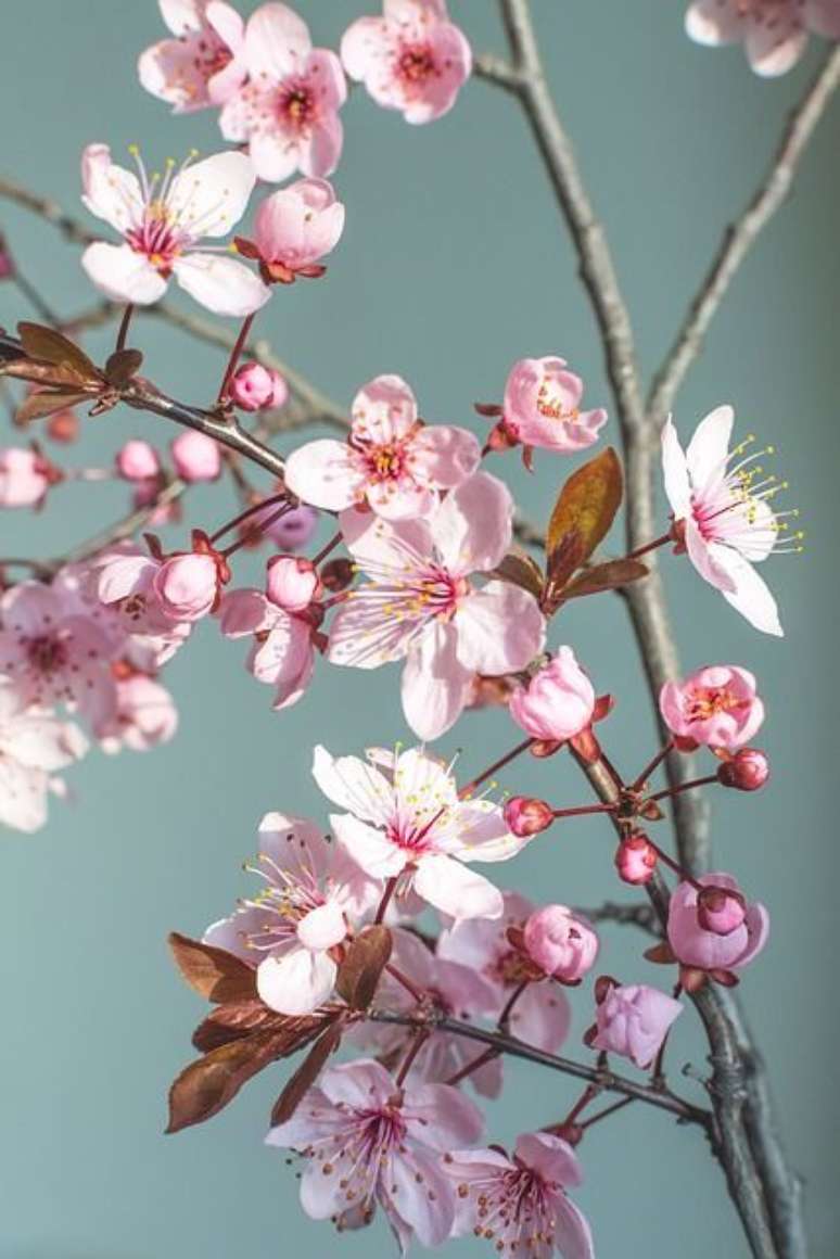 18. Flor de cerejeira para quadros – Foto Pixabay