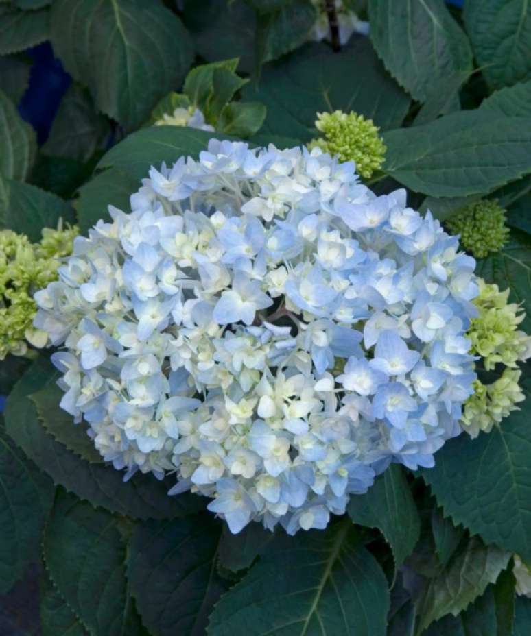 Hort&ecirc;nsia 'Endless Summer': Uma hort&ecirc;nsia de flores arredondadas, que desenvolvem atraentes tons de azul celeste em tipos de solos &aacute;cidos e cores rosa suave em solos alcalinos.Cultive este arbusto de folha caduca em solo bem drenado, f&eacute;rtil e retentivo em um local protegido em semi-sombra, como uma planta florestal sob a sombra de uma &aacute;rvore.