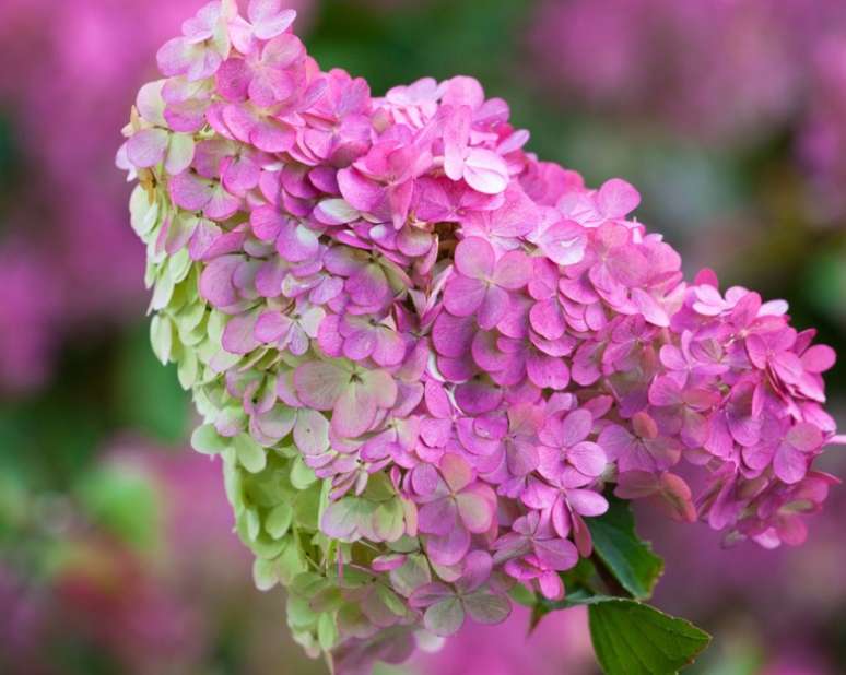 Hortênsia 'Vanilla Fraise': Este arbusto de folha caduca conta com caules carregados de grandes cachos flores rosa e marfim no meio do verão, como cones de sorvete de morango e baunilha. No outono, eles assumem ricos tons de vermelho framboesa.Tendo uma silhueta arqueada, elas fazem belas plantas de jardim de casa de campo ou funcionam bem em um jardim informal. Crescem em solo rico em húmus, bem drenado, ao sol ou semi-sombra.