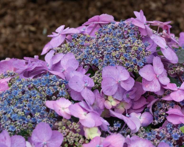 Hort&ecirc;nsia 'Serrata Tuff Stuff': Resistente e compacta, esta flor &eacute; azul em solo &aacute;cido e rosa em solo alcalino.