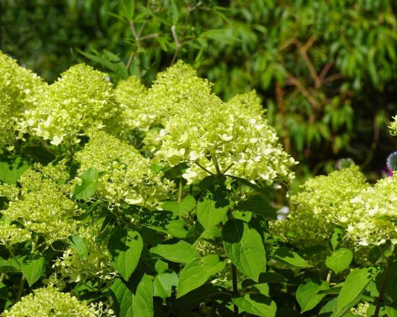 Hortênsia 'limelight': Este arbusto tem incríveis cones de flor cor de limão que florescem no verão, com o passar do tempo se transformam em creme e depois rosa.'Para arbustos de baixa manutenção, variedades de *H. paniculata* devem estar no topo da lista', diz Brad MacDonald no Surfing Hydrangea Nursery em Massachusetts. “Elas são fáceis de cultivar em uma ampla gama de condições e florescem consistentemente ano após ano.”