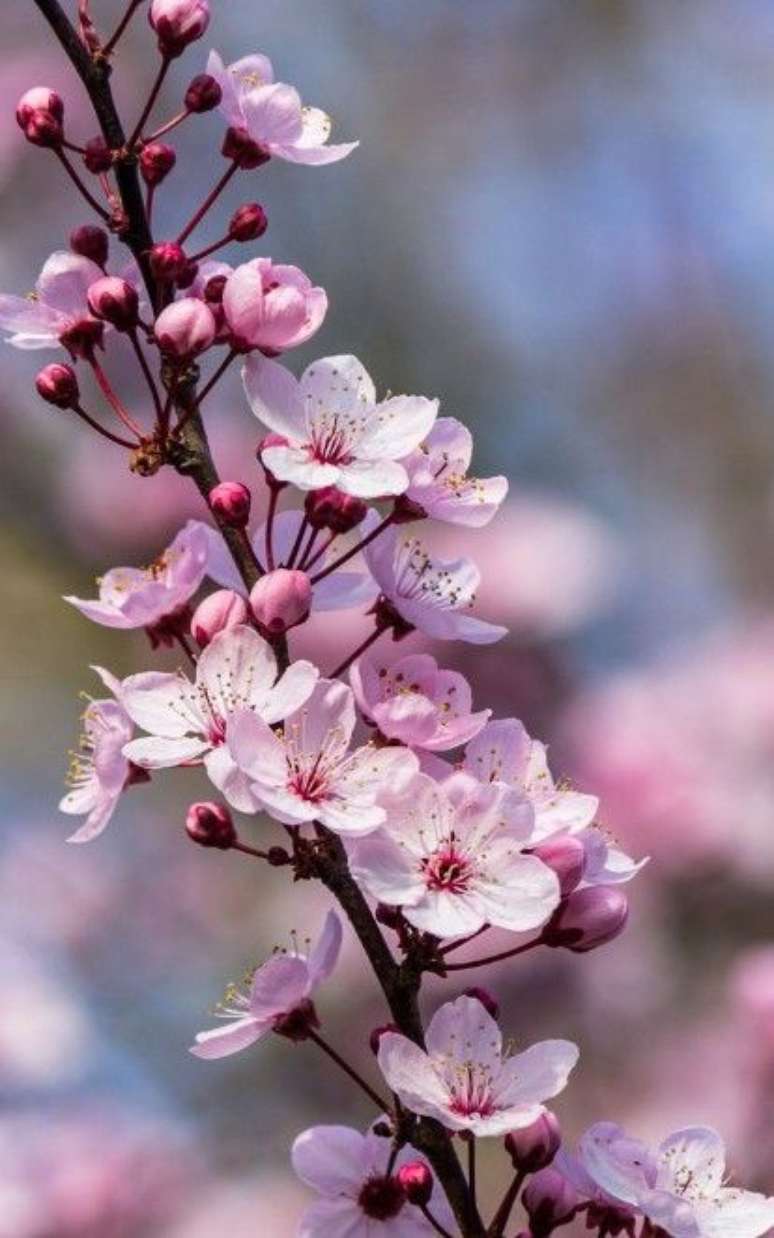 11. Flor de cerejeira para jardim – Foto Kapali Hesap