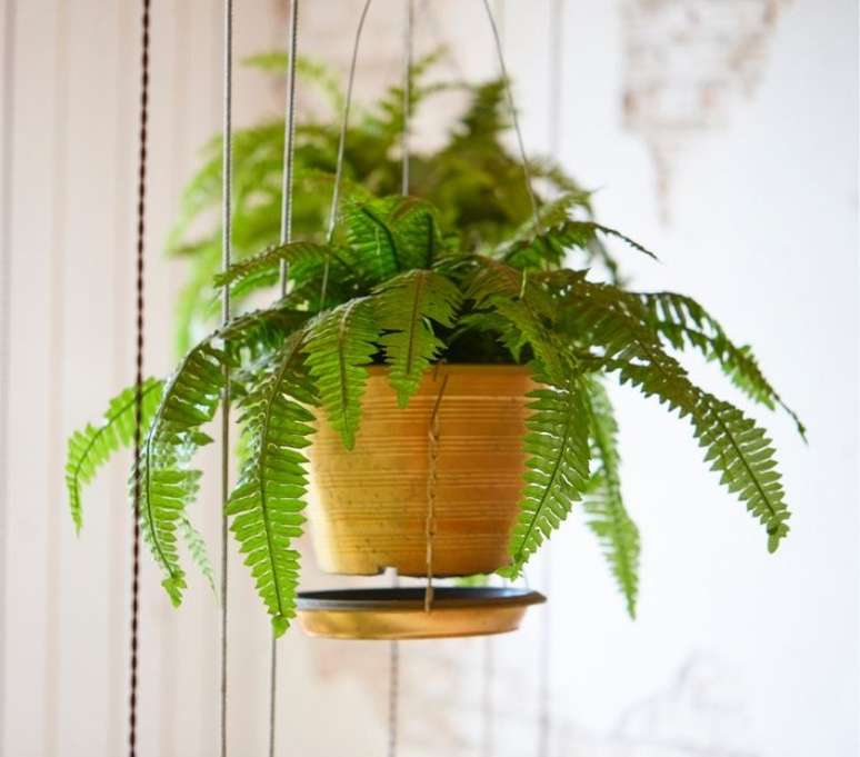 Existem v&aacute;rios tipos de plantas pendentes que podem ajudar na decora&ccedil;&atilde;o - Shutterstock