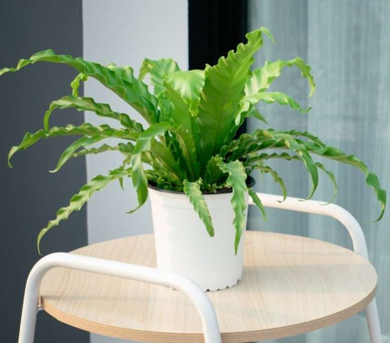 Essa esp&eacute;cie de planta &eacute; mais uma &oacute;tima op&ccedil;&atilde;o para a decora&ccedil;&atilde;o - Shutterstock