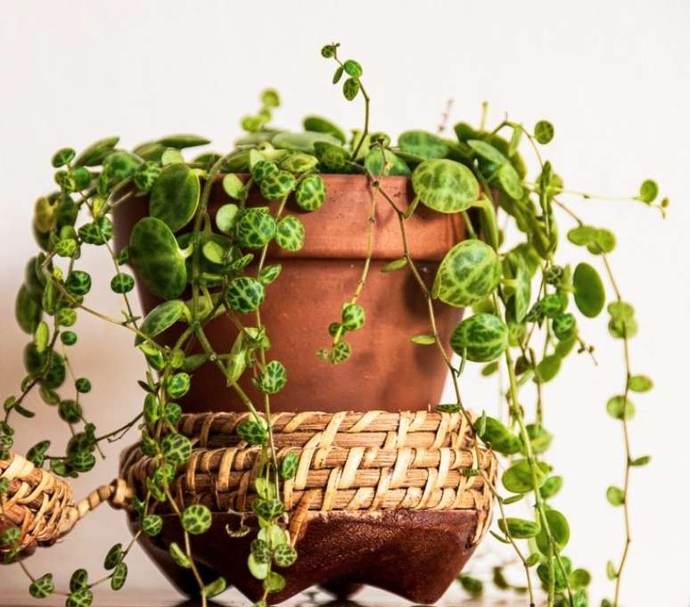 A peper&ocirc;mia &eacute; uma op&ccedil;&atilde;o para quem quer uma casa bem verde - Shutterstock