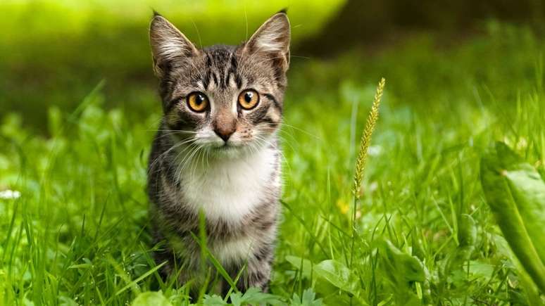 Pisar em gramado pode ser prejudicial para os gatinhos