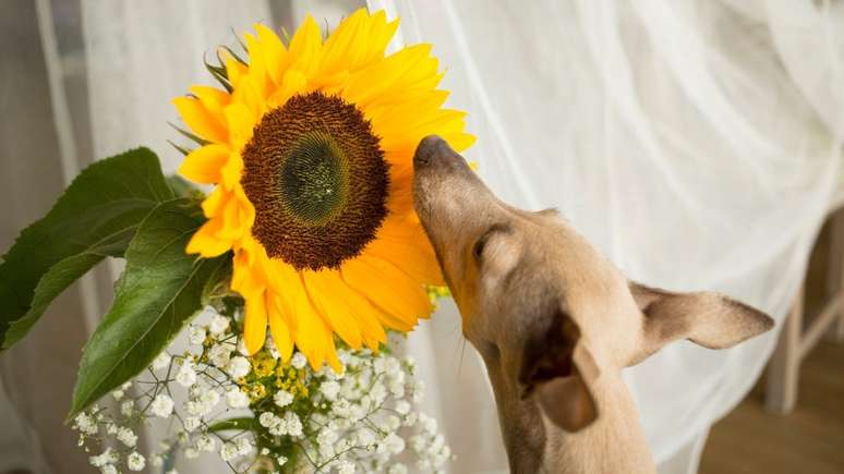 O girassol é uma planta pet friendly