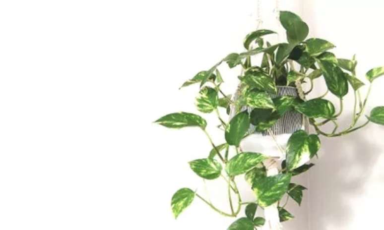 Jibóias (Epipremnum aureum): esses são realmente uma das plantas de casa mais fáceis de cuidar. Eles se adaptam bem a uma variedade de condições de luz e são considerados relativamente tolerantes à seca. Além disso, fazem excelentes plantas suspensas, então não há necessidade de desperdiçar um valioso espaço no balcão!