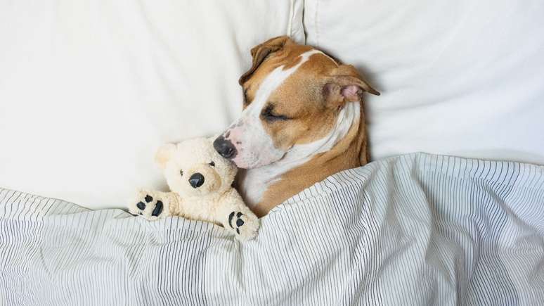 No frio, pets podem dormir mais