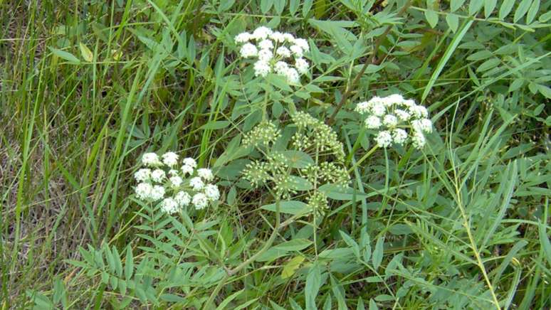 Cicuta venenosa