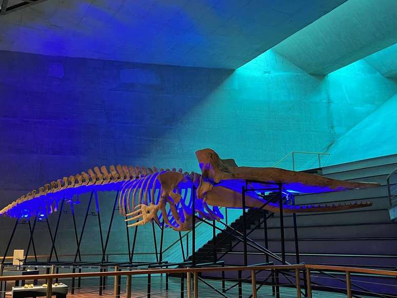 Esqueleto de uma baleia-cachalote doado ao Museu Nacional est&aacute; em exposi&ccedil;&atilde;o na Cidade das Artes, no Rio.