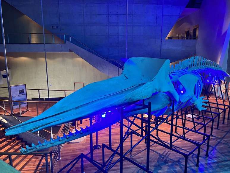 O esqueleto montado no Rio &eacute; de um animal adulto, do sexo masculino, medindo 15,7 metros, que encalhou na praia de Curim&atilde;s, munic&iacute;pio de Barroquinhas, no Cear&aacute;, em janeiro de 2014.