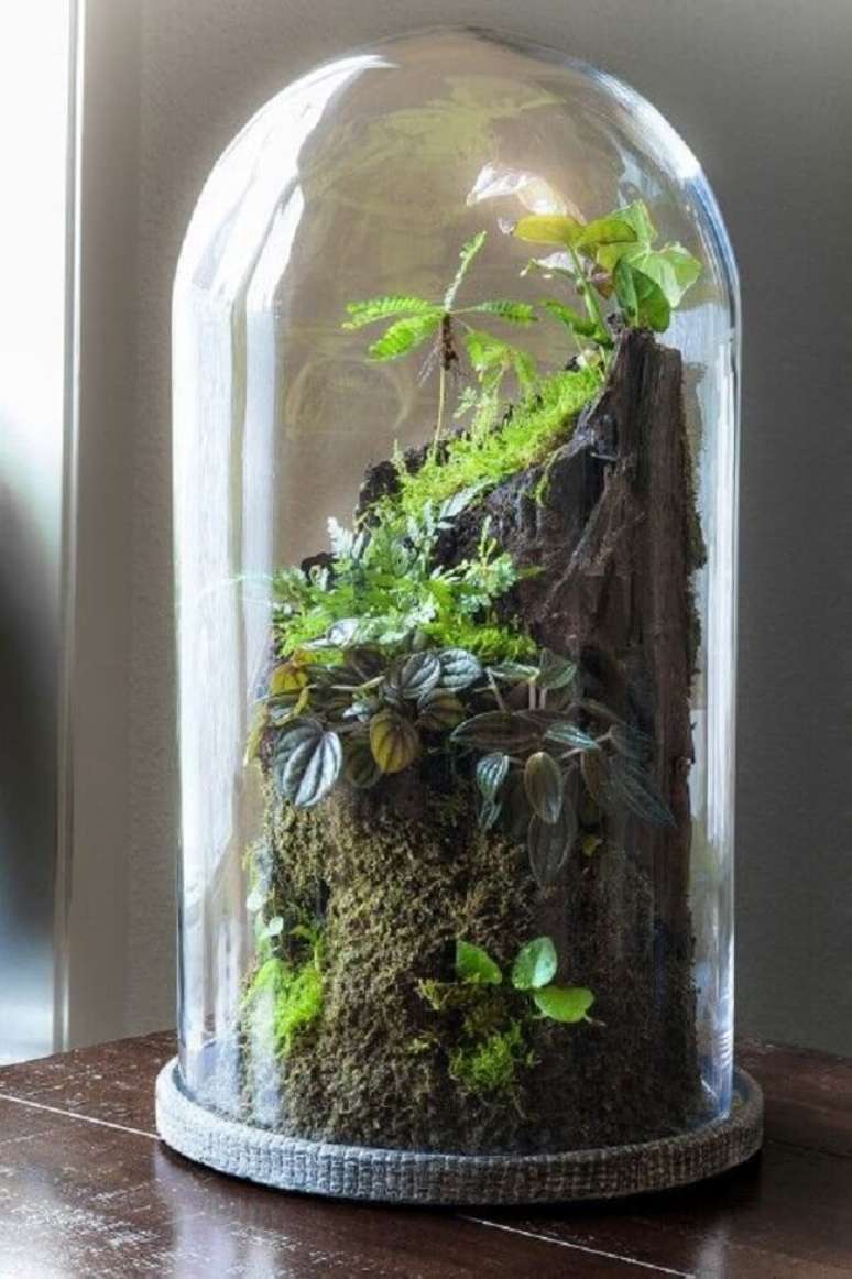 17. Dentro do terr&aacute;rio fechado cria-se um ecossistema em miniatura. Fonte: Tobias Davidson