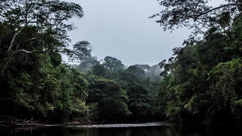 Dom Phillips tem visão 'sofisticada' sobre a Amazônia e queria apresentar soluções práticas para preservá-la, diz diretora de fundação que deu uma bolsa ao jornalista