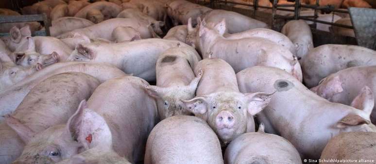 Novo rótulo seria obrigatório incialmente para a carne de porco