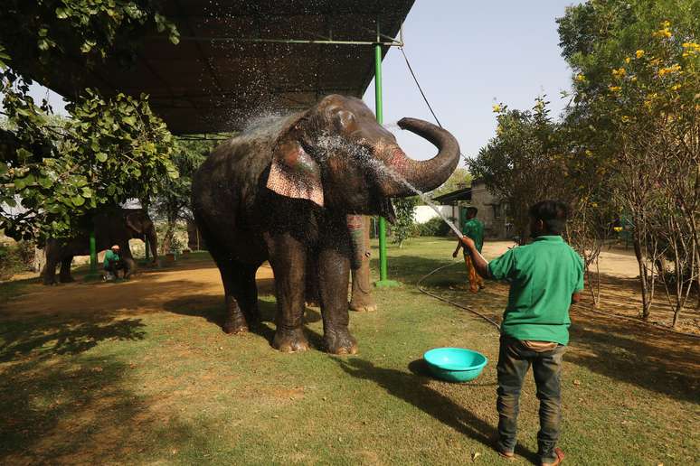 Homem banhado elefante em Jaipur, na Índia