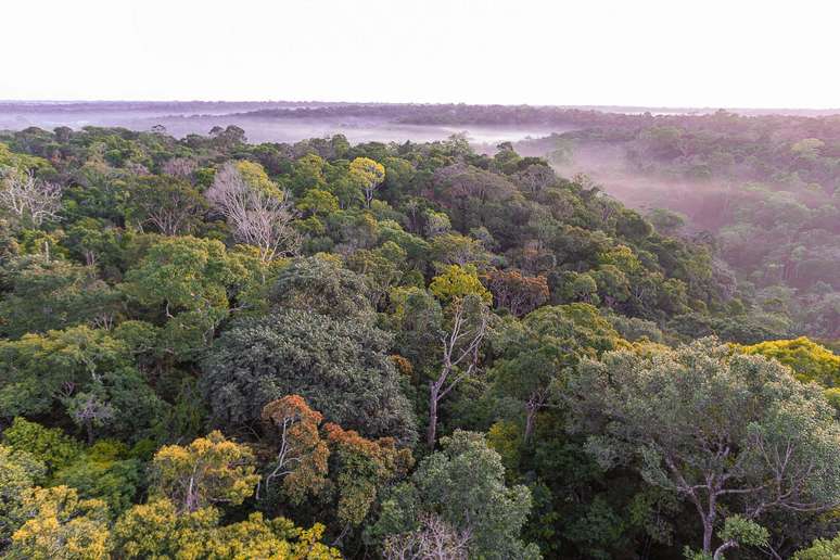 Amazônia tem 8% mais incêndios em julho em relação a 2021